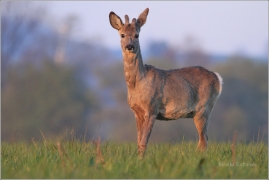 <p>SRNEC OBECNÝ (Capreolus capreolus) Šluknovsko - Jiříkov (European roe deer / Reh</p>